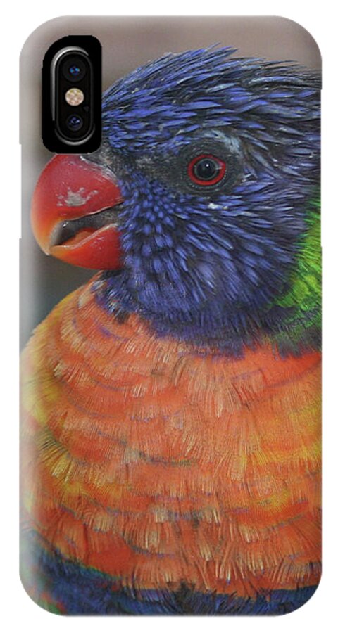 Bird iPhone X Case featuring the photograph Colored Feathers by Kelly Holm