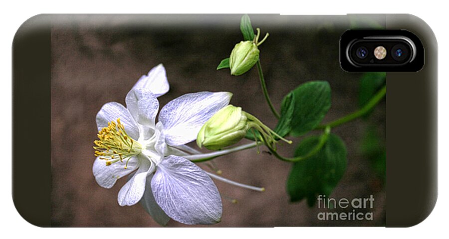 Wildflower iPhone X Case featuring the photograph White Columbine by Richard Lynch