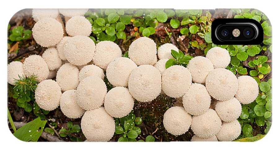 Autumn iPhone X Case featuring the photograph Common Puffball mushrooms Lycoperdon perlatum by Stephan Pietzko