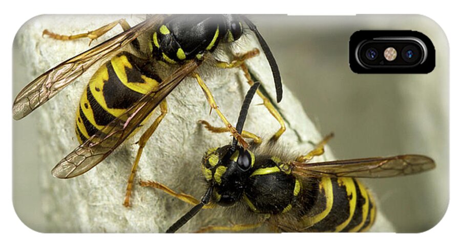 Insect iPhone X Case featuring the photograph Common Wasps by Nigel Downer