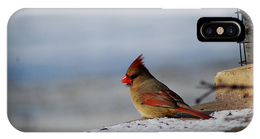 Cardinal iPhone X Case featuring the photograph Contented Female Cardinal by Wanda Jesfield