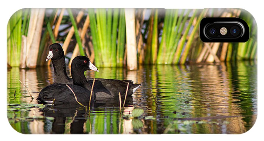 Bird iPhone X Case featuring the photograph Coot Pair by Andrew Baita