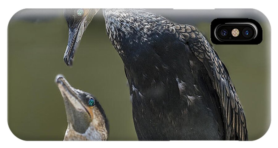 Wildlife iPhone X Case featuring the photograph Cormorant Pair Looking At Each Other Lovingly by William Bitman