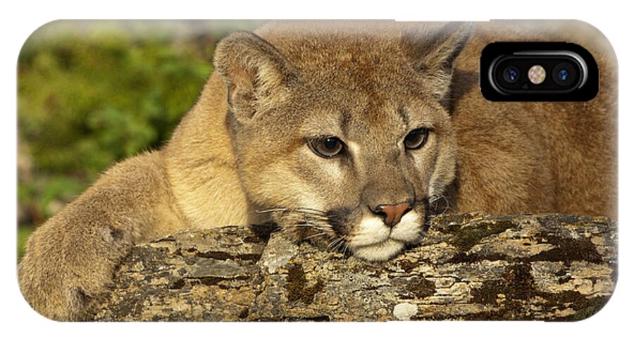 Cougar iPhone X Case featuring the photograph Cougar on Lichen Rock by Sandra Bronstein