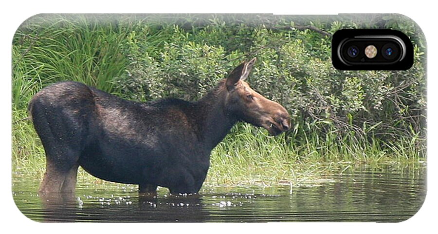 Moose iPhone X Case featuring the photograph Cow Moose Breakfast by Neal Eslinger