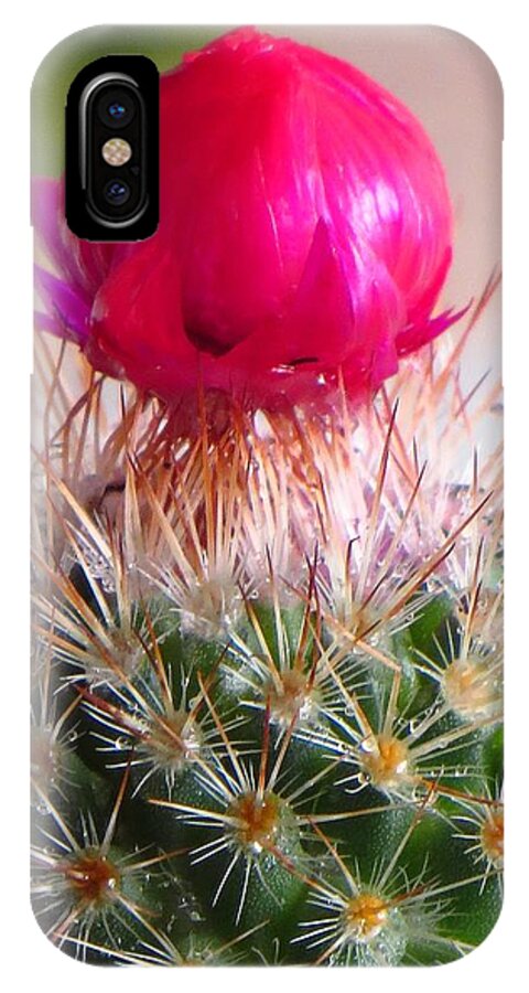 Cactus iPhone X Case featuring the photograph Crowned Beauty by Sonali Gangane