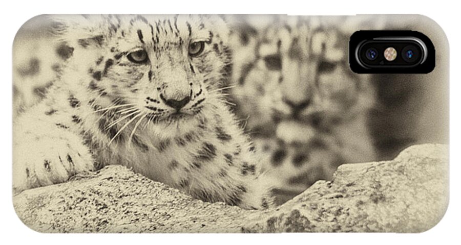 Marwell iPhone X Case featuring the photograph Cubs at Play by Chris Boulton