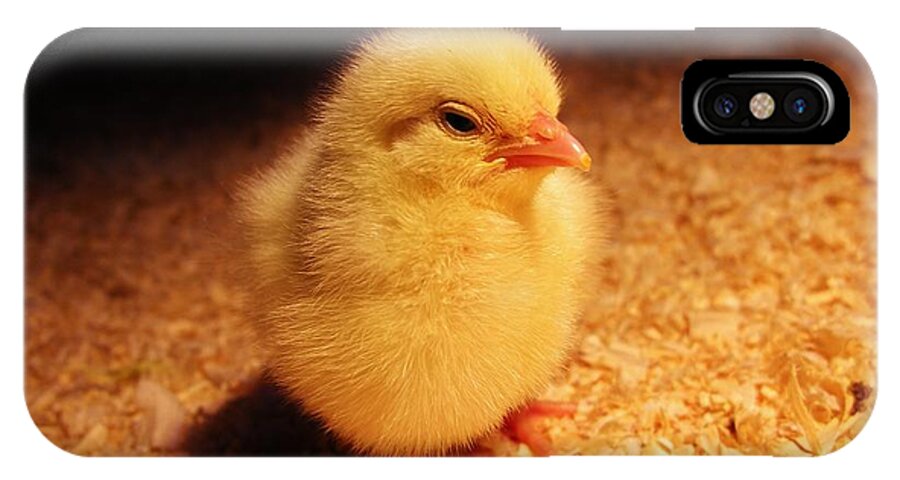 Baby Chicken iPhone X Case featuring the photograph Cute Little Chick by Sherman Perry