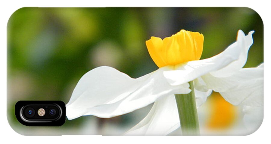 Daffodil In Bloom iPhone X Case featuring the photograph Daffodil in Profile by Cheryl Hardt Art