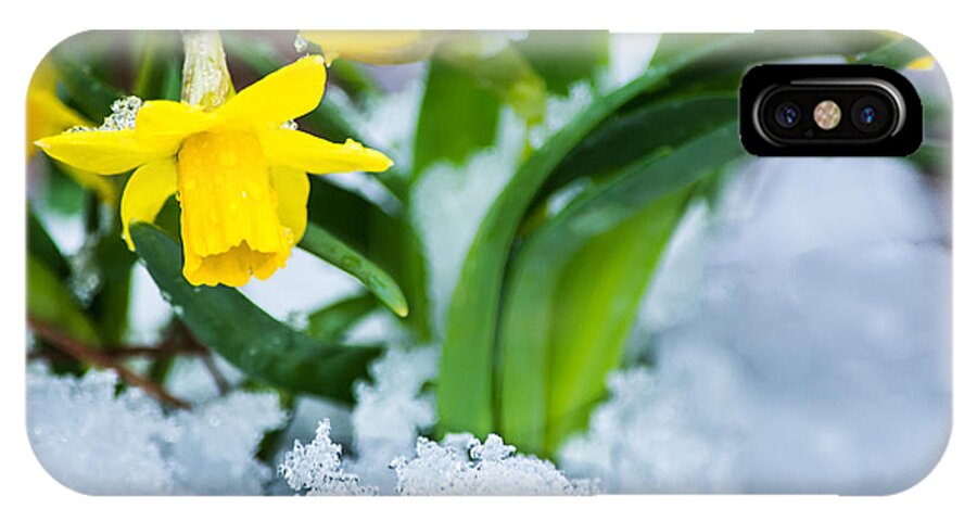 Spring iPhone X Case featuring the photograph Daffodils in the Snow by Parker Cunningham