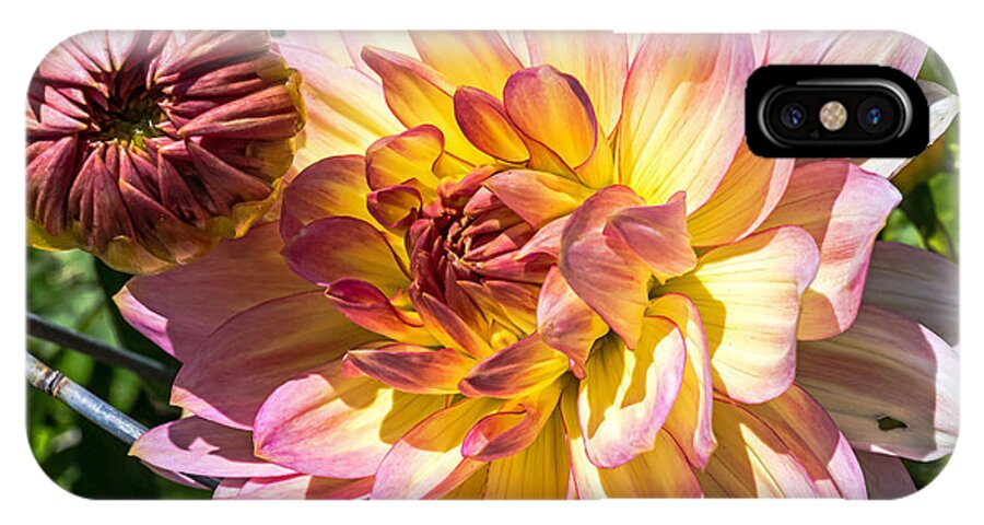 Community Garden iPhone X Case featuring the photograph Dahlia by Kate Brown