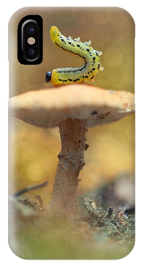 Caterpillar iPhone X Case featuring the photograph Daily excercice by Jaroslaw Blaminsky
