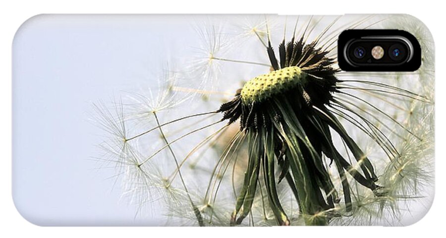 Nature iPhone X Case featuring the photograph Dandelion Puff by Tracy Male