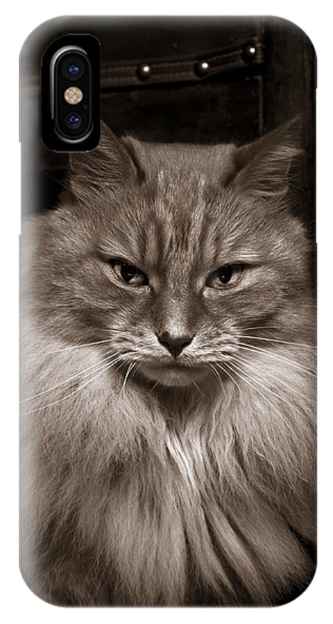 Cat iPhone X Case featuring the photograph Dark Portrait by Raffaella Lunelli