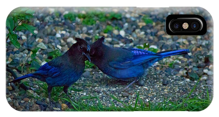 Stellar Jey iPhone X Case featuring the photograph Darling I have to tell you a secret-sweet stellar jay couple by Eti Reid