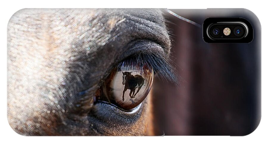 Horse iPhone X Case featuring the photograph Daydream of a Horse by Lincoln Rogers