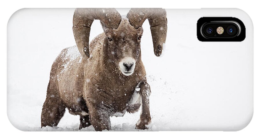 Bighorn Sheep iPhone X Case featuring the photograph Dead of Winter by Sandy Sisti