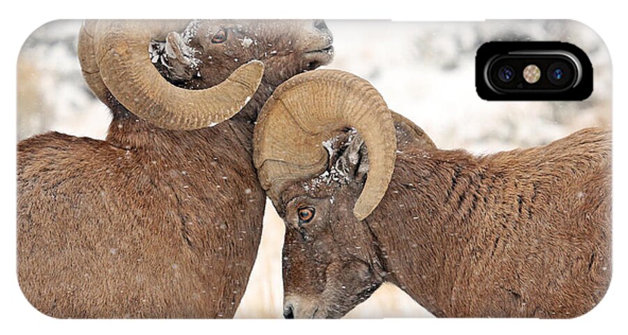 Bighorn Sheep iPhone X Case featuring the photograph December Warriors by Sandy Sisti