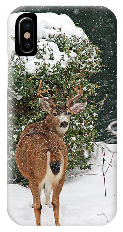 Deer iPhone X Case featuring the photograph Deer in Falling Snow by Peggy Collins
