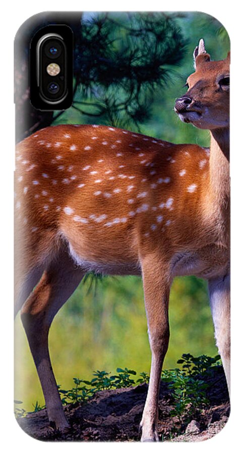 Deer iPhone X Case featuring the photograph Deer in the woods by Nick Biemans