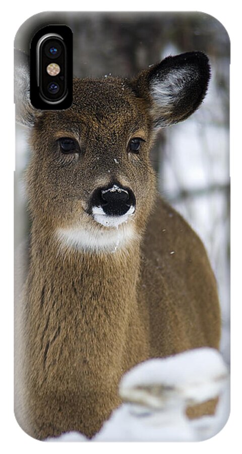 Deer Portrait iPhone X Case featuring the photograph Deer Portrait by Nebojsa Novakovic