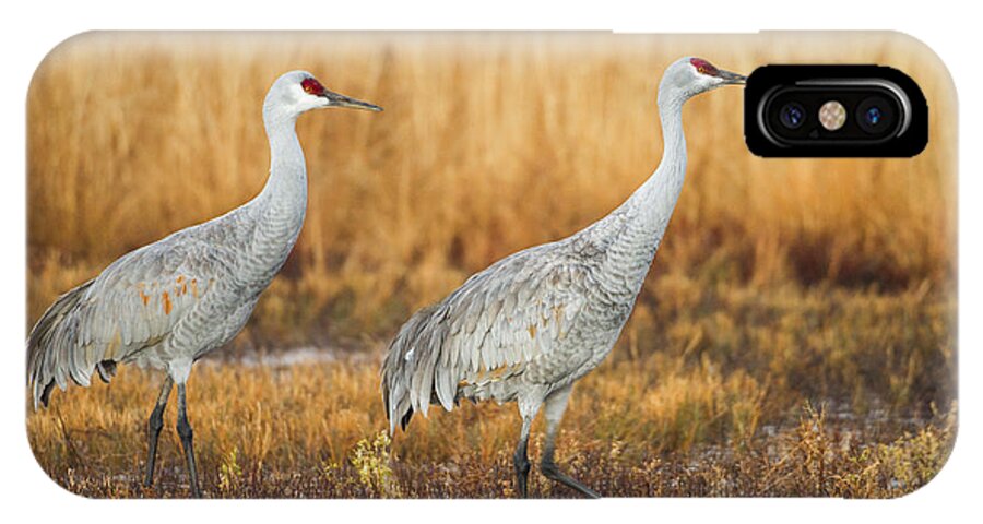 Sandhill Cranes iPhone X Case featuring the photograph Duo for flight by Ruth Jolly