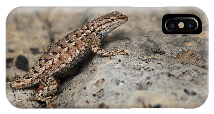 Lizard iPhone X Case featuring the photograph Desert Spiny Lizard by Joseph G Holland
