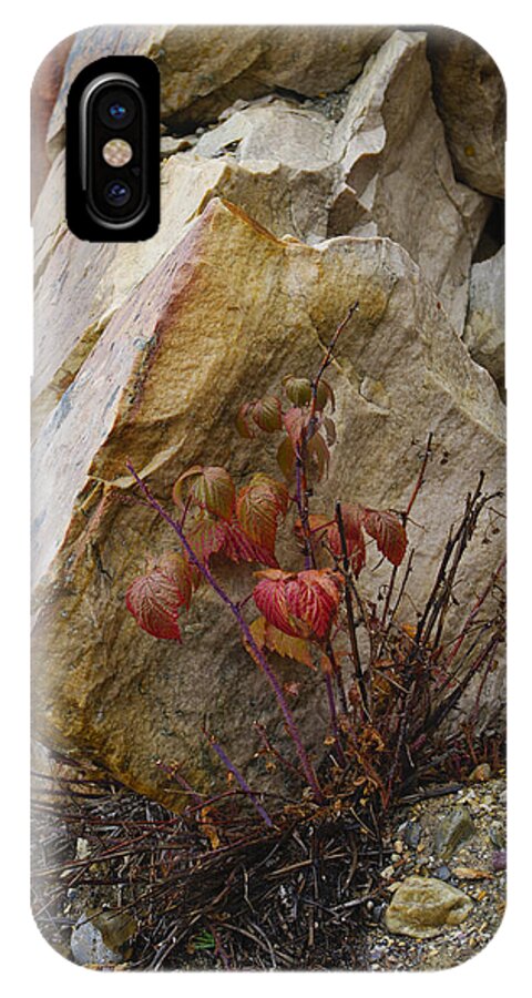Photograph iPhone X Case featuring the photograph Determined by Rhonda McDougall