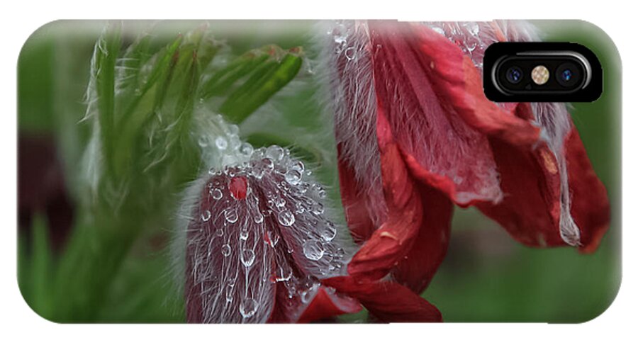 Flower iPhone X Case featuring the photograph Dew covered Pasque flower by Jane Luxton