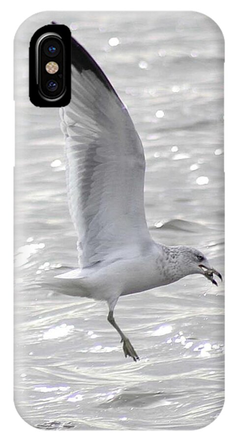 Bird iPhone X Case featuring the photograph Dining Seagull by Anita Oakley