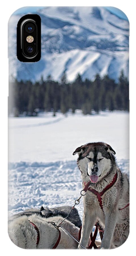 Dogs iPhone X Case featuring the photograph Dog Team by Duncan Selby