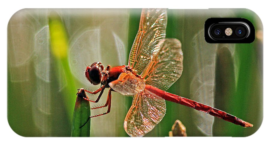 Dragonfly iPhone X Case featuring the photograph Dragonfly Profile by Larry Nieland