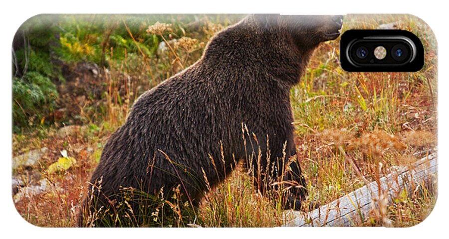 Alert iPhone X Case featuring the photograph Dunraven Grizzly by Mark Kiver