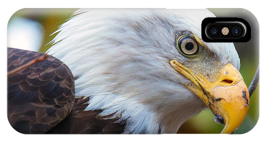 Eagle iPhone X Case featuring the photograph Eagle Eye by Alan Raasch