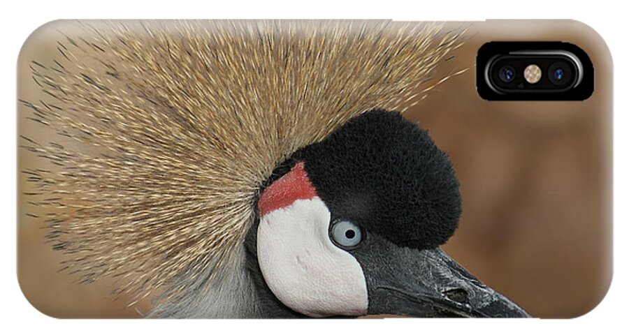 African Crowned Cranes iPhone X Case featuring the photograph East African Crowned Crane by Ernest Echols
