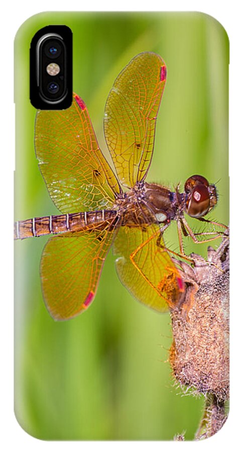 Eastern Amberwing iPhone X Case featuring the photograph Eastern Amberwing by Jim Zablotny
