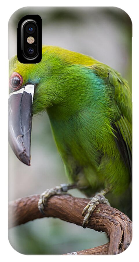 Emerald Toucanet iPhone X Case featuring the photograph Emerald Toucanet by Phil Abrams