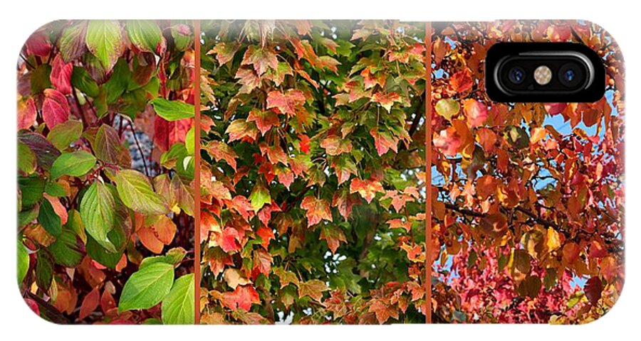 Fall Colors iPhone X Case featuring the photograph Fall Trio Collage by Carol Groenen