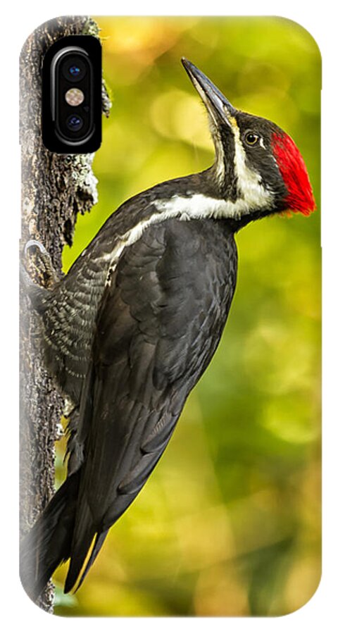 Pileated Woodpecker iPhone X Case featuring the photograph Female Pileated Woodpecker No. 2 by Belinda Greb
