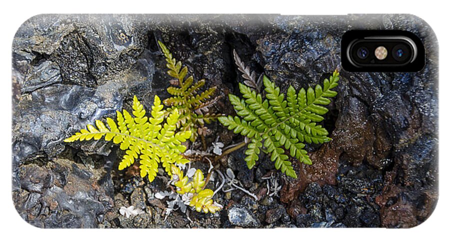 Ferns iPhone X Case featuring the photograph Ferns in volcanic rock by Daniel Murphy