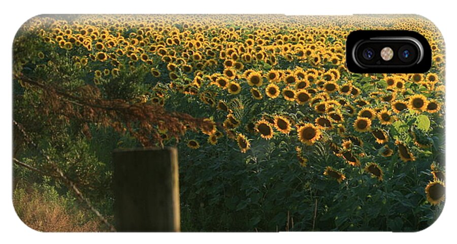 Sunflower Art iPhone X Case featuring the photograph Field Dreams No.2 by Neal Eslinger