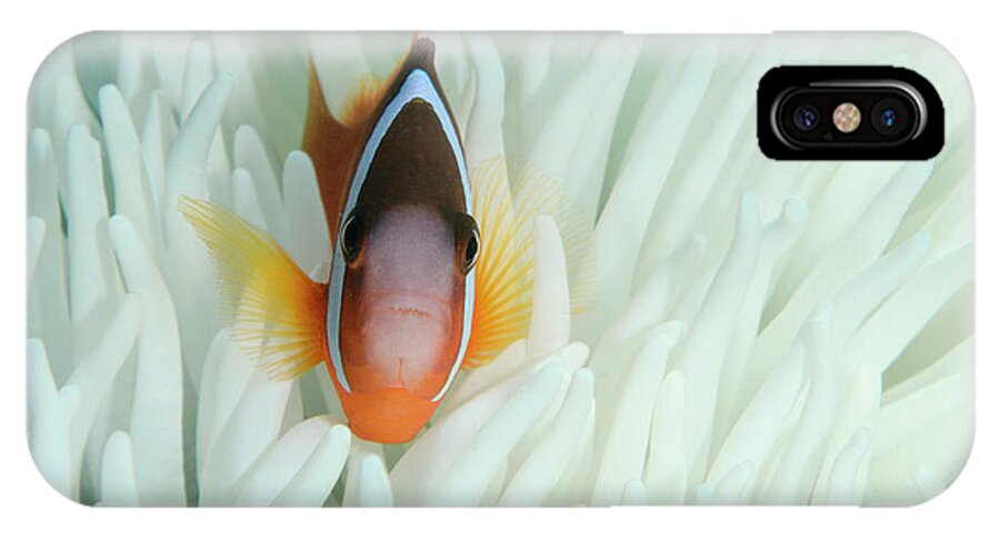 Amphiprion Barberi iPhone X Case featuring the photograph Fiji Anemone Fish (amphiprion Barberi by Pete Oxford