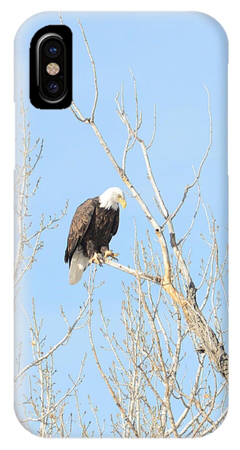  iPhone X Case featuring the photograph Fishing Eagle by David Armstrong