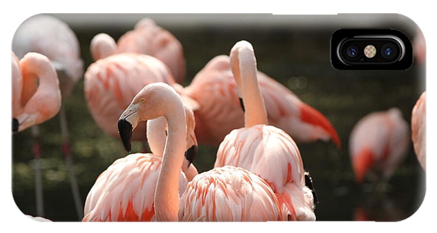 Birds iPhone X Case featuring the photograph Flamingo by Edward R Wisell