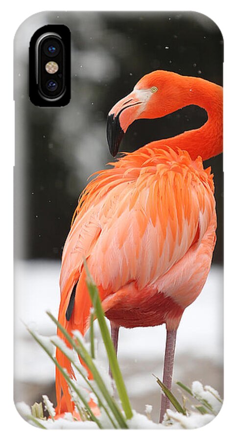 Bird iPhone X Case featuring the photograph Flamingo in Snow by Jack Nevitt