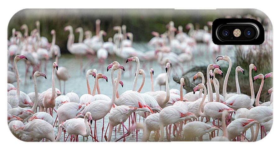 France Du Sud-ouest iPhone X Case featuring the photograph Flamingoes In Swamp by Raffi Maghdessian
