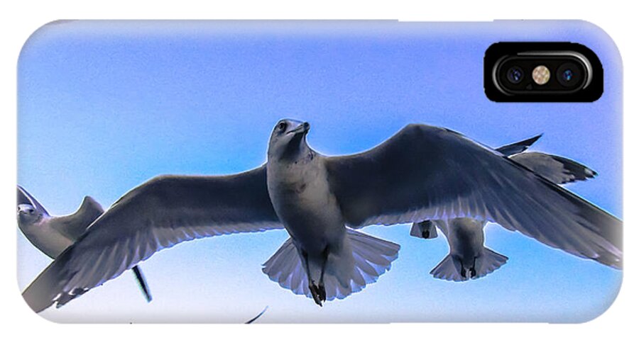 Seagulls iPhone X Case featuring the photograph Floating on a Breeze by Glenn Feron