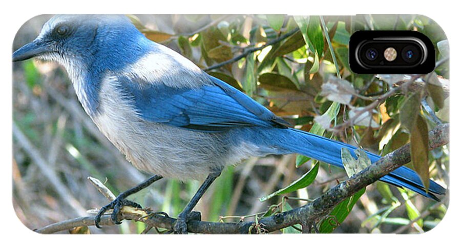 Nature iPhone X Case featuring the photograph Florida Scrub Jay by Peggy Urban