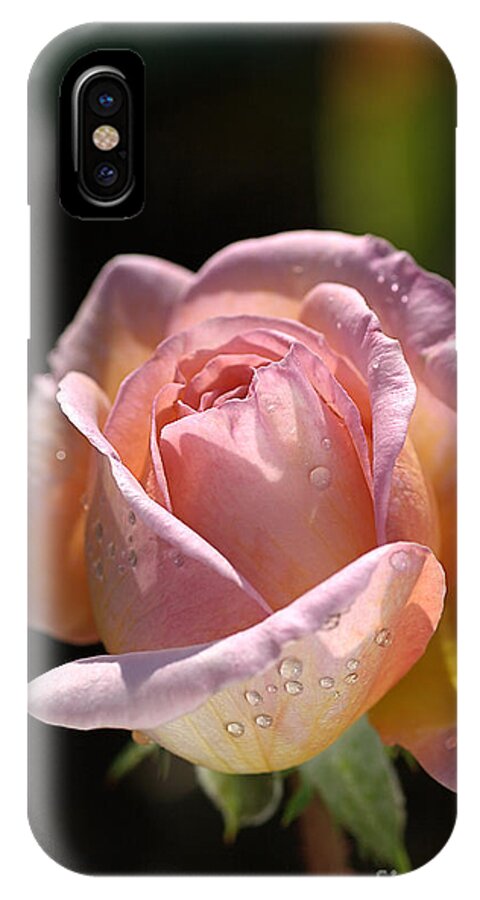 Abraham Darby Rose Flower iPhone X Case featuring the photograph Flower-pink And Yellow Rose-bud by Joy Watson