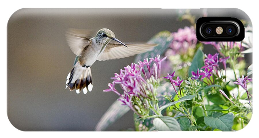Hummingbirds iPhone X Case featuring the photograph Flying in for a Morning Meal by Robert Camp